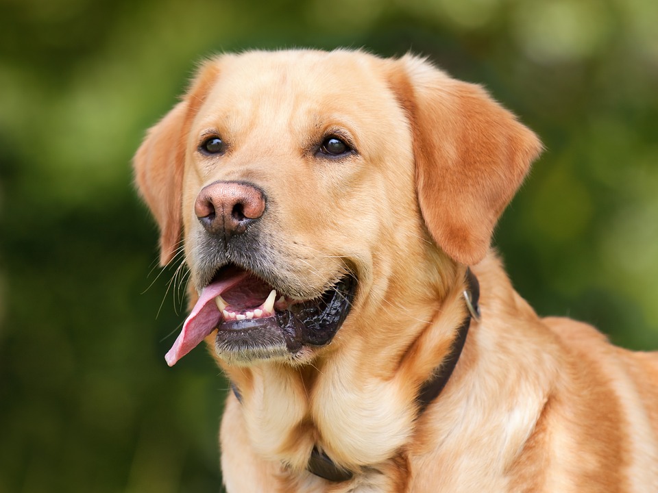 Great Things About Grooming