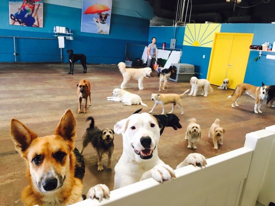 Tips to Choosing a Dog Boarding Service