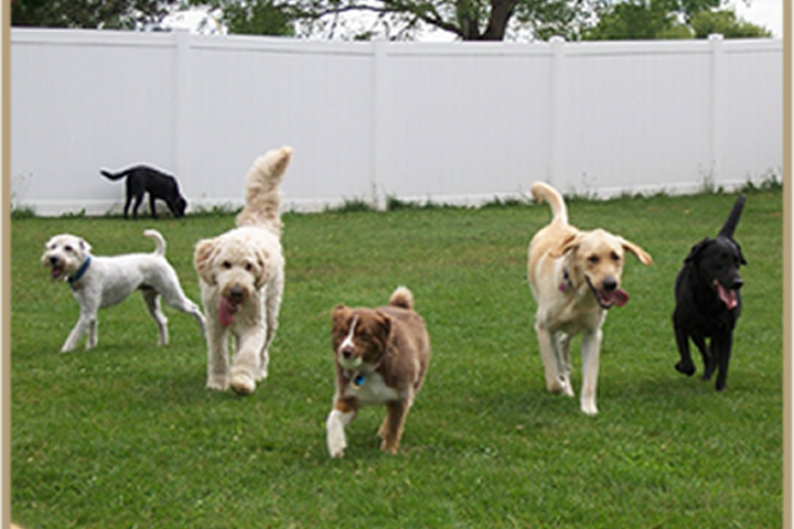 Benefits of Putting Your Dog in Doggy Daycare
