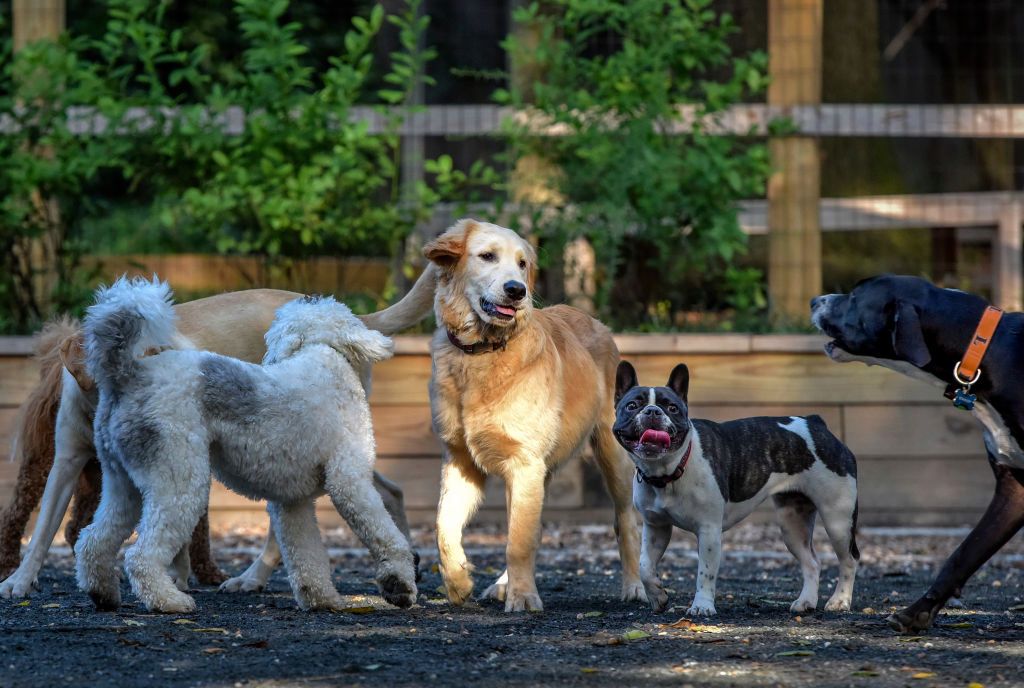 How Your Dog Could Benefit from Doggie Daycare