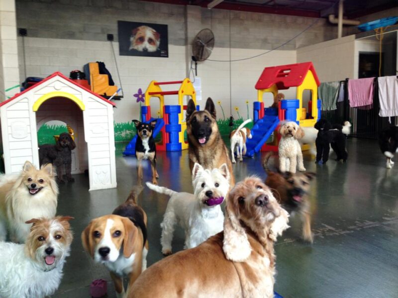 What To Look for in a Dog Daycare