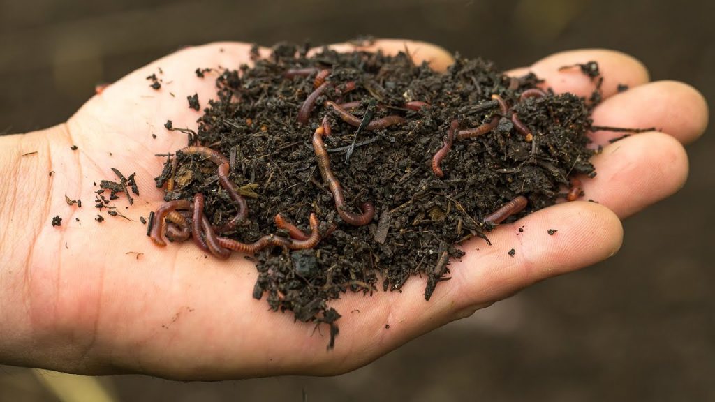 Worm Composting: Everything You Need To Know