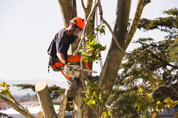 Get the Best Tree Trimming Service – Hire a Tasker Now!