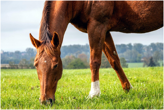 Understanding Equine Glandular Gastric Disease (EGGD)